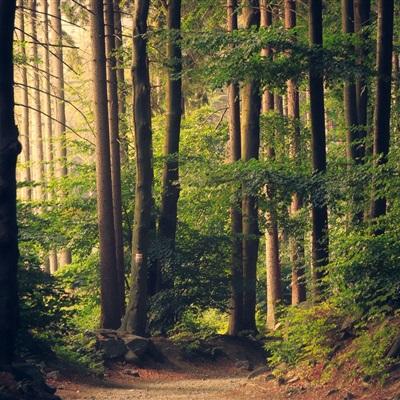 乐发lv彩票app下载安装